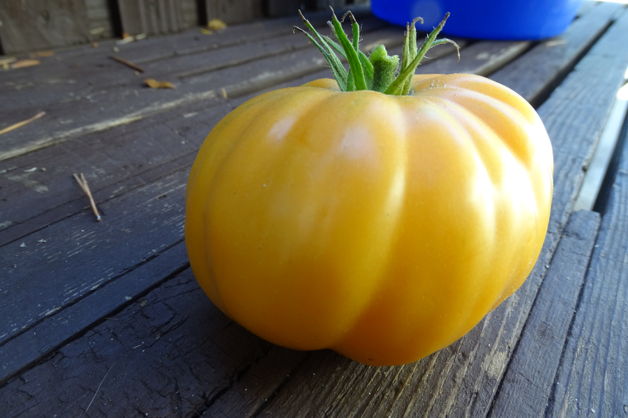 Orange Limachino tomato